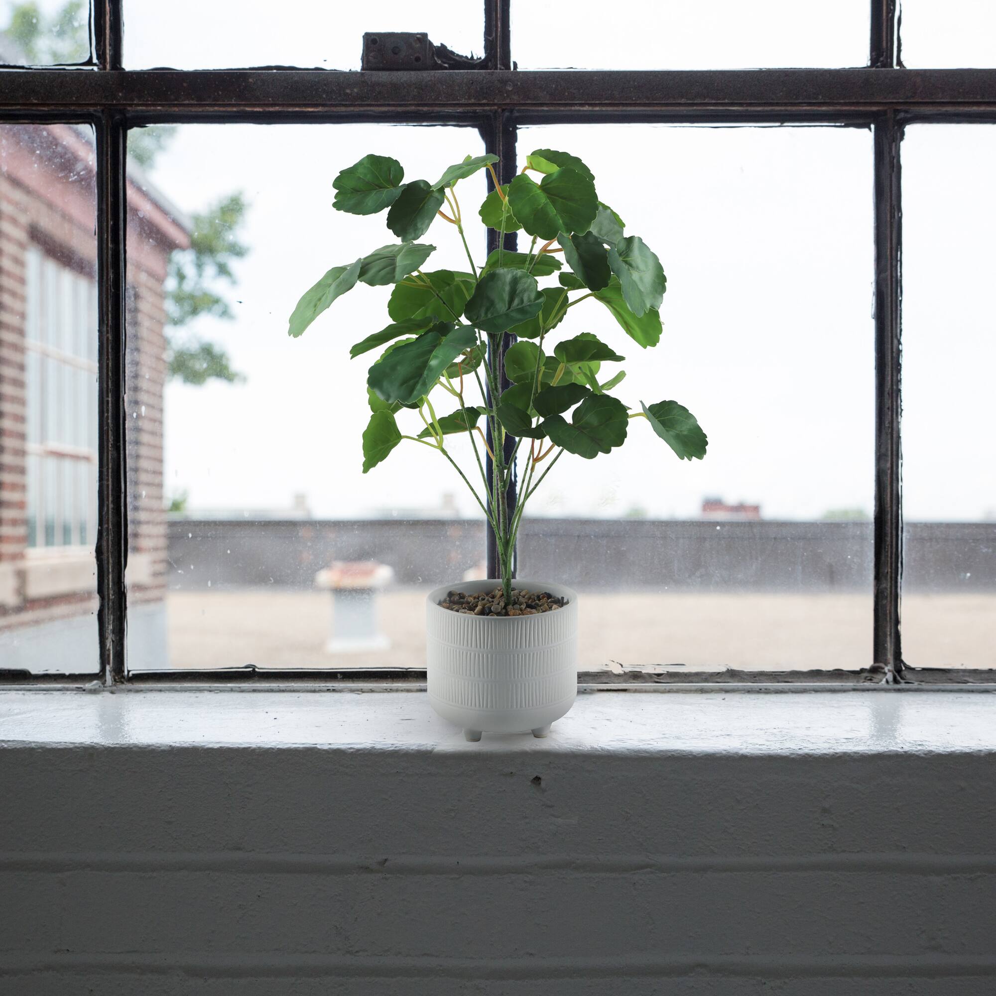 Flora Bunda® 17.5" Green Pilea in Footed White Ceramic Planter